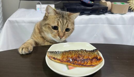サバの塩焼きを初めて拝見した猫が大変な事になったｗｗ