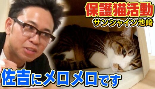 【サンシャイン池崎】新入りネコの佐吉が可愛すぎて積極的に触りにいく猫おじさんでした【保護猫活動】