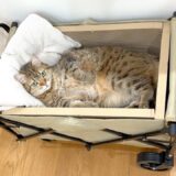 移動式猫ベッドを作ったらこうなりました…笑