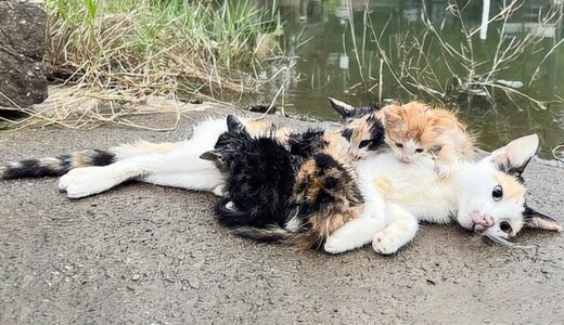 川岸で発見された母猫と4匹の子猫。わが子を下敷きにして動かず、子猫たちは母の助けを求めて泣き叫ぶ！