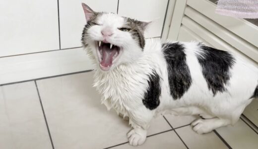「俺は怒ったら怖いねんぞ！」と怒鳴る猫のお腹がスゴいタプタプだった