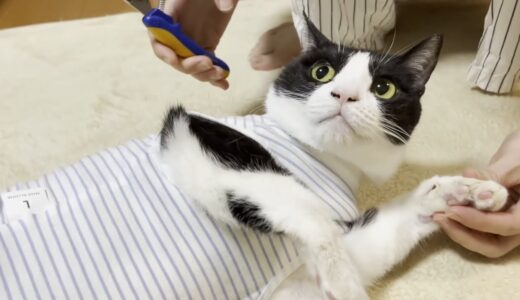 術後服を着たら簡単に爪が切れる猫のお腹がマジでヨギボーだった