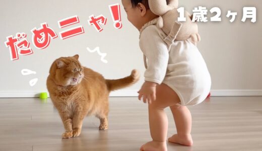 赤ちゃんにお腹を触られた猫がこうなりましたｗ