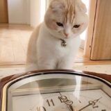 からくり時計が突然開いた時の猫の反応がかわいすぎた…