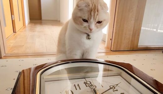 からくり時計が突然開いた時の猫の反応がかわいすぎた...