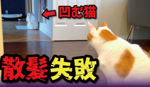 完全にバリカン失敗されて激怒する猫【関西弁でしゃべる猫】【猫アテレコ】