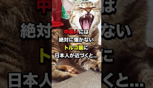 中国人には懐かないトルコ猫に日本人が近づくと… #海外の反応  #日本  #中国