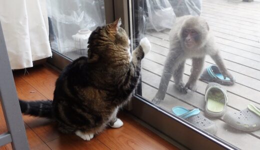 肉まんでサルを追い払うねこ。-The Japanese macaque was surprised by Maru's meat bun and ran away.-