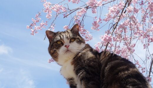 桜とねこ。-Cherry Blossoms and Maru.-