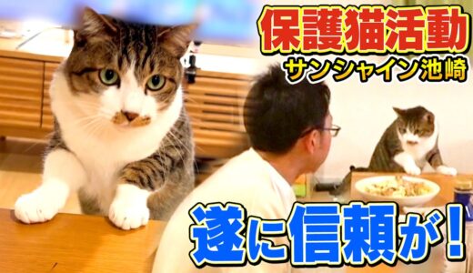 【保護猫活動】サンシャイン池崎と新入りネコ佐吉との間に信頼が生まれ始めました