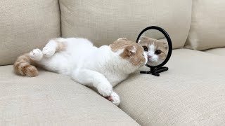 爆睡中の猫の前に鏡を置いてみたら起きたときのリアクションが100点すぎましたw