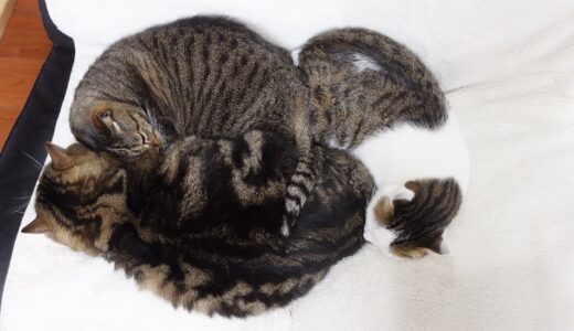 祝！　初3猫団子なねこたち。-Congrats！ Maru&Hana&Miri take a nap together.-