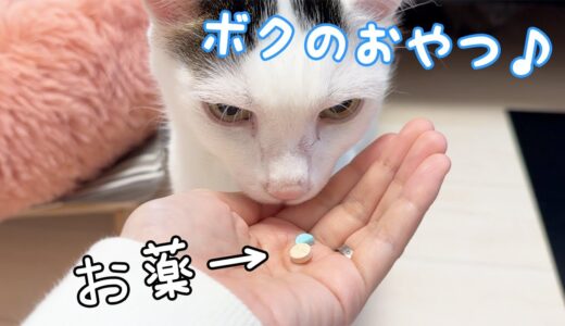 お薬が大好きすぎてそのままおやつ感覚で食べる猫チロさん！