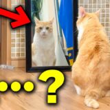 【怖すぎ】猫が鏡越しにずっとこちらを見つめていました。。。