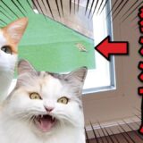 凶暴すぎる猫たちが住む家にスズメとツバメが入ってきた結果…【関西弁でしゃべる猫】【猫アテレコ】