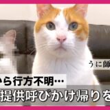【ネタ】またまた先住猫が行方不明になりました【関西弁でしゃべる猫】【猫アテレコ】