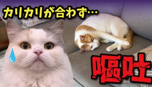 先住猫が１日に何度も吐いてしまい原因を調べた結果…【関西弁でしゃべる猫】【猫アテレコ】