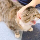【ほのぼの映像】換毛期の猫のブラッシングは死闘なのか検証した結果…🙀【猫YouTuberの日常Vlog】