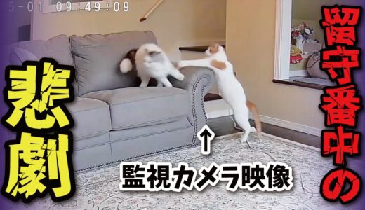 猫がお留守番中にとんでもないことになってました【関西弁でしゃべる猫】【猫アテレコ】
