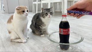 猫たちの前でメントスコーラをやってみたらリアクションがかわいすぎたw