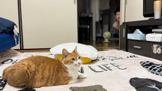 人間と猫の爆笑コント傑作集!!  vol.1
