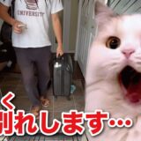 少しの間、猫たちとお別れします【関西弁でしゃべる猫】【猫アテレコ】