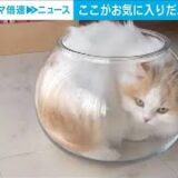 ネコは液体…お気に入りの透明「猫鉢」　見事な“入りっぷり”(2024年5月10日)