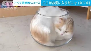 ネコは液体…お気に入りの透明「猫鉢」　見事な“入りっぷり”(2024年5月10日)