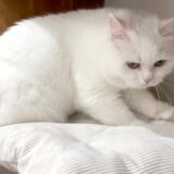 寝床をふみふみするモフ猫が可愛すぎた…！