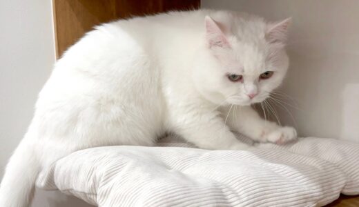 寝床をふみふみするモフ猫が可愛すぎた…！