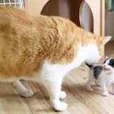 初めて大きな猫を見た赤ちゃん猫