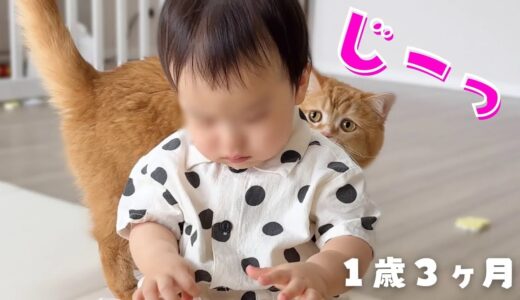 【見過ぎｗ】赤ちゃんのことが気になる猫が取った行動とは…｜育児ルーティン（1歳3ヶ月）